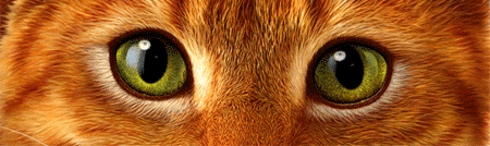 Tutorial Katze