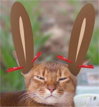 Osterkatze