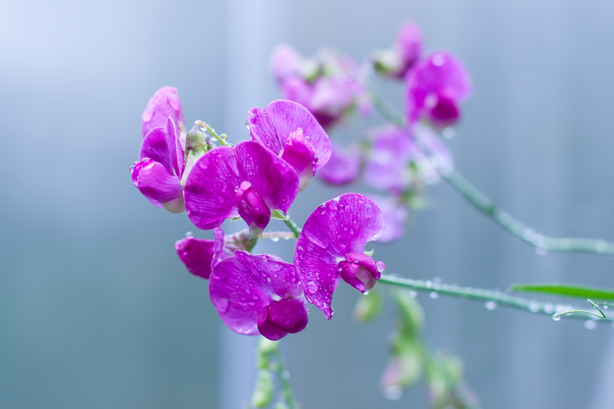 Regenblumen fotografieren zum Sonntag