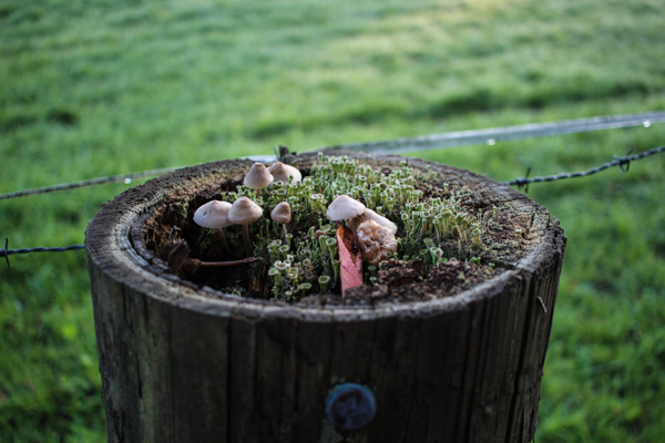 Little mushroom planet