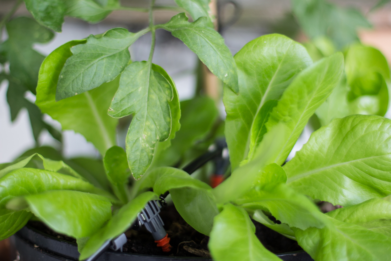 Automatisches Balkon-Bewässerungssystem mit Gardena, DECT Steckdose und Homee Anbindung